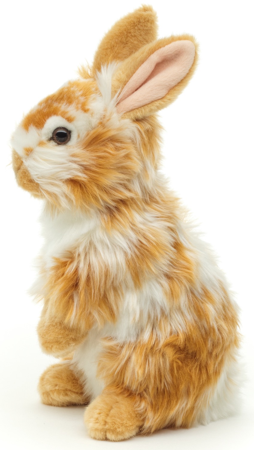 Lion head rabbit with erect ears - standing - gold and white pied 